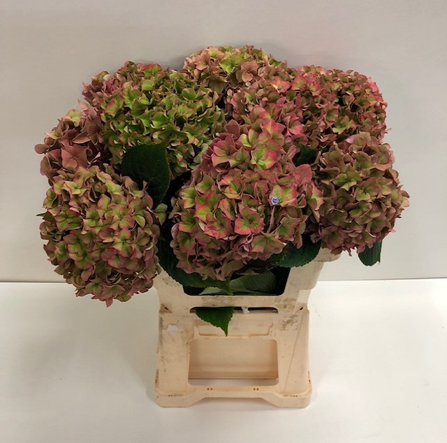 Hydrangea rodeo classic.jpg